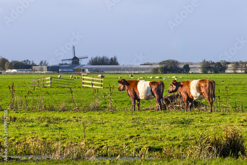 Dutch polder landscape with green meadow in which a herd of red-brown Lakenvelder cows with white band in the middle against a background skyline with greenhouses and a windmill and flying crows