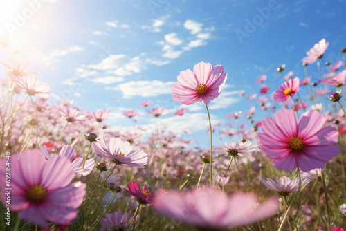 beautifule vast cosmos flowers field photo