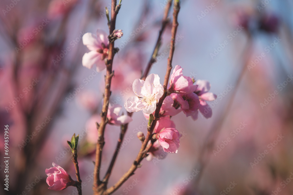 Peach Blossom, against a blue sky, Veroia, Greece. Close-up picture of beautiful pink peach flowers. Peach Blossom, against a blue sky, Veroia, Greece. Close-up picture of beautiful pink peach flowers.