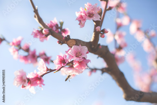 Peach Blossom, against a blue sky, Veroia, Greece. Close-up picture of beautiful pink peach flowers.