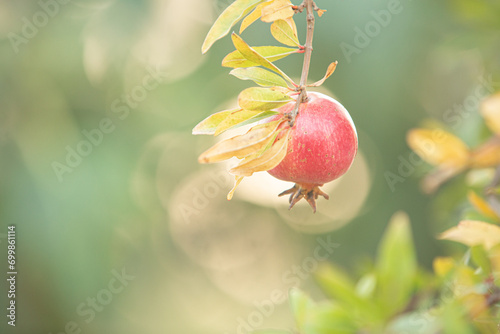 Close-up of pomegranate fruit. Pomegranates hanging on the tree branches in garden in Greece. Greek pomegranate.