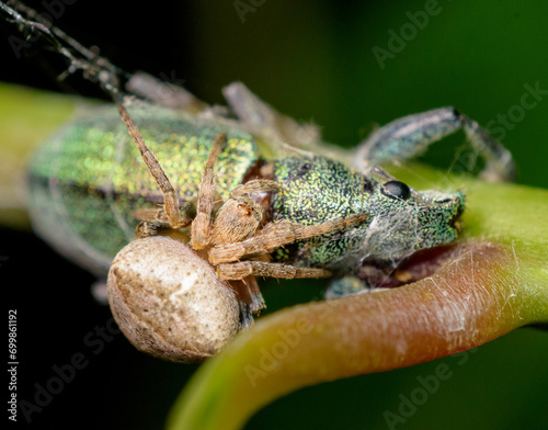 Araña alimentándose de bicho, escarabajo verde © FCOLOMBATTI