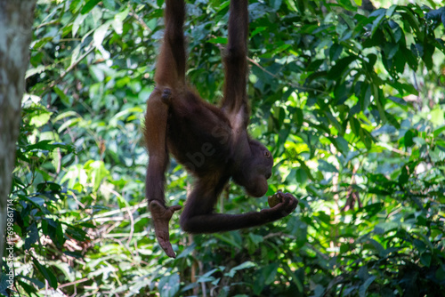 An orangutan swinging gracefully through the lush greenery of the jungle.