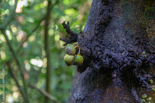 Canvas Print Moss-covered tree trunk with young acorns in a forest setting