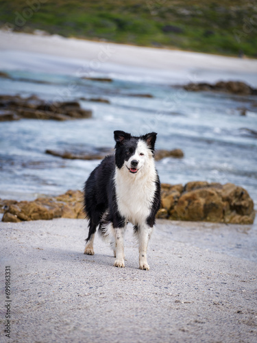 A young black and white Border Collie standing on white sandy Scarborough beach, Cape Town, South Africa photo