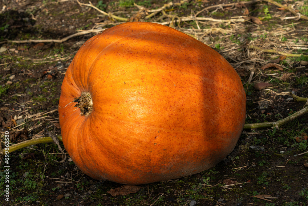 Fototapeta premium Pumpkin (cucurbita) an orange or white winter vegetable squash used for a Halloween display, stock photo image