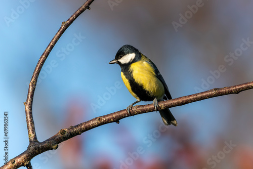Great tit (Parus major) bird perched on a garden tree branch which is a small garden songbird found in the UK and Europe, stock photo image