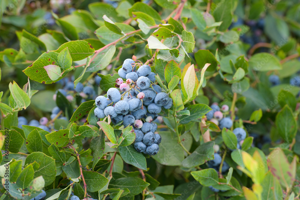 Agricultural blueberries on bush in field ripening to blue color with leaves Agricultural blueberries on bush in field ripening to blue color with leaves