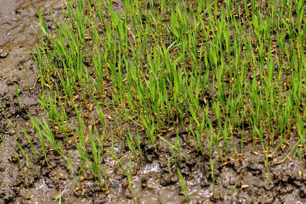 rice seeds before planting in the rice field rice seeds before planting in the rice field