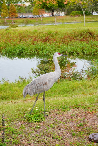 sandhill crane couple are looking for food in grass