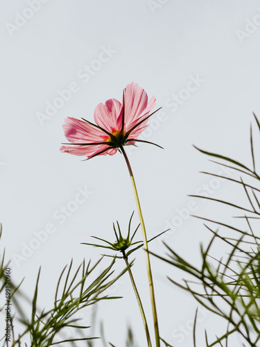Close-up of a pink cosmos flower growing outdoors