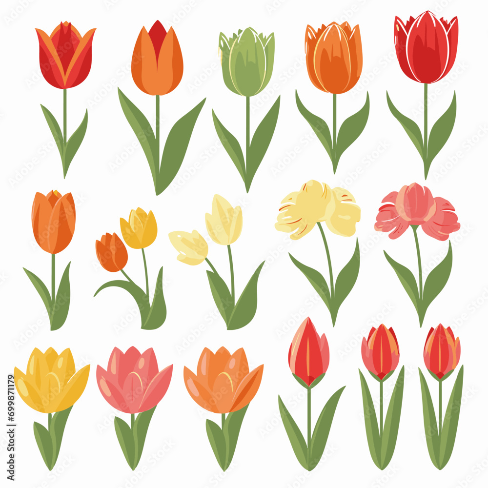 vector collection of tulip flower vector collection of tulip flower