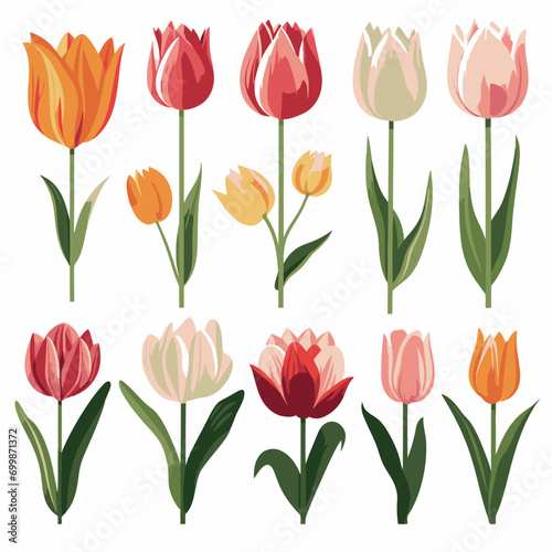 vector collection of tulip flowers