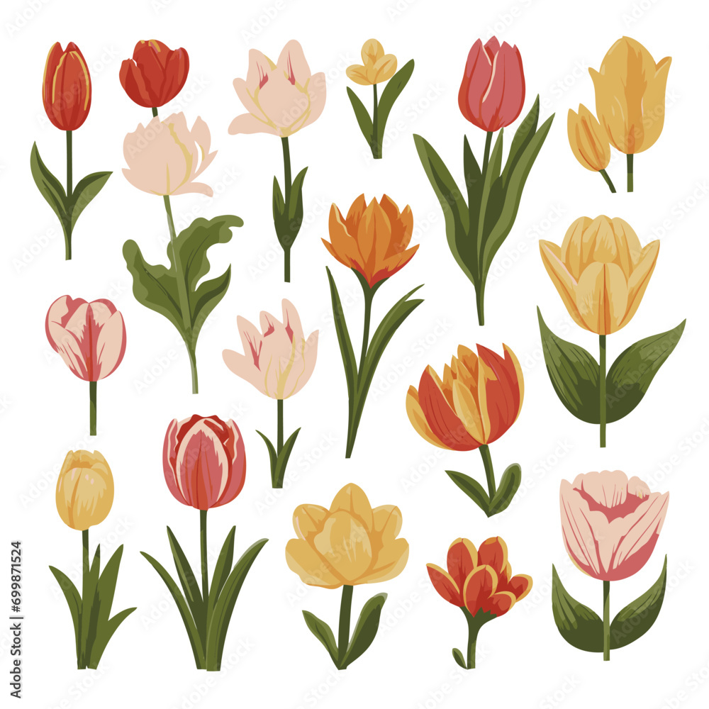 vector collection of tulip flower vector collection of tulip flower