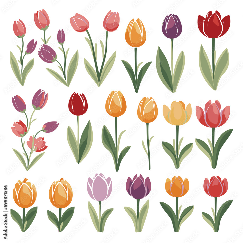 vector collection of tulip flowers