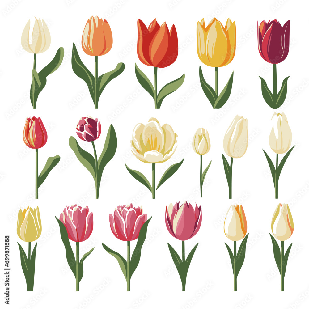 vector collection of tulip flowers vector collection of tulip flowers