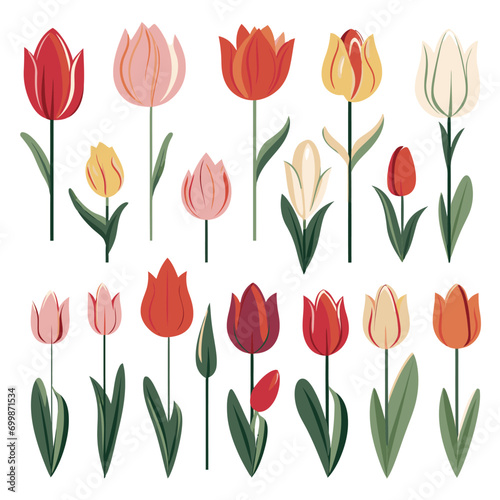 vector collection of tulip flowers