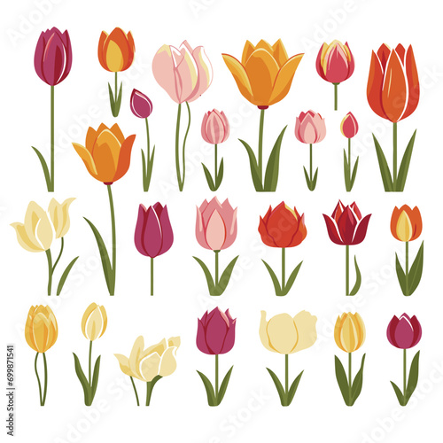 vector collection of tulip flowers