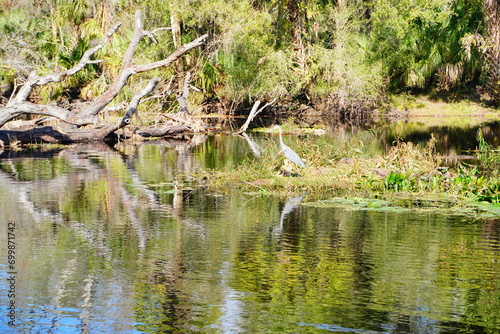 The winter landscape of Florida Trail and Hillsborough river