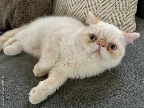 Exotic Shorthair Flame Point Cat
