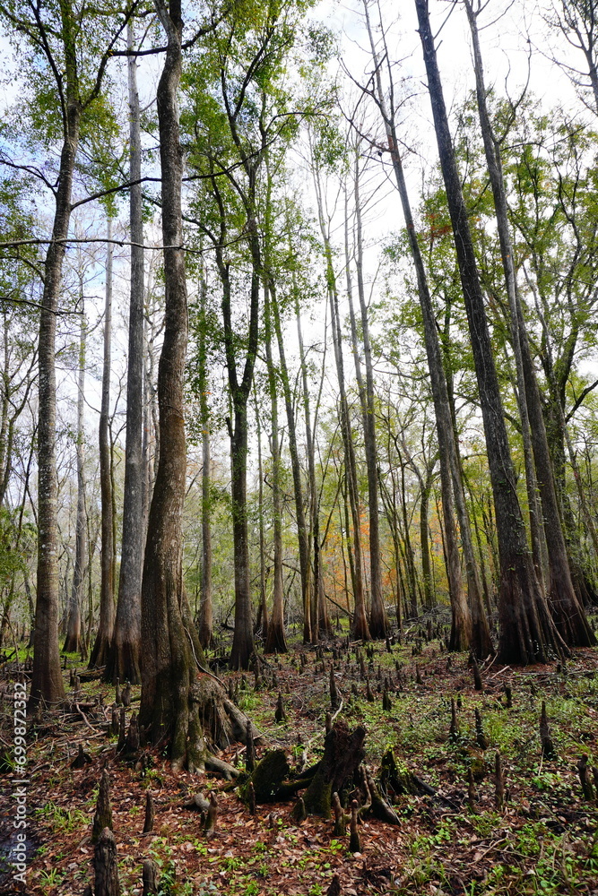 Fototapeta premium The winter landscape of Florida Trail 