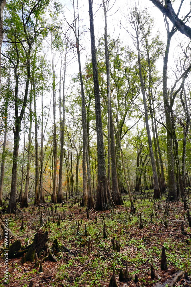 The winter landscape of Florida Trail
The winter landscape of Florida Trail