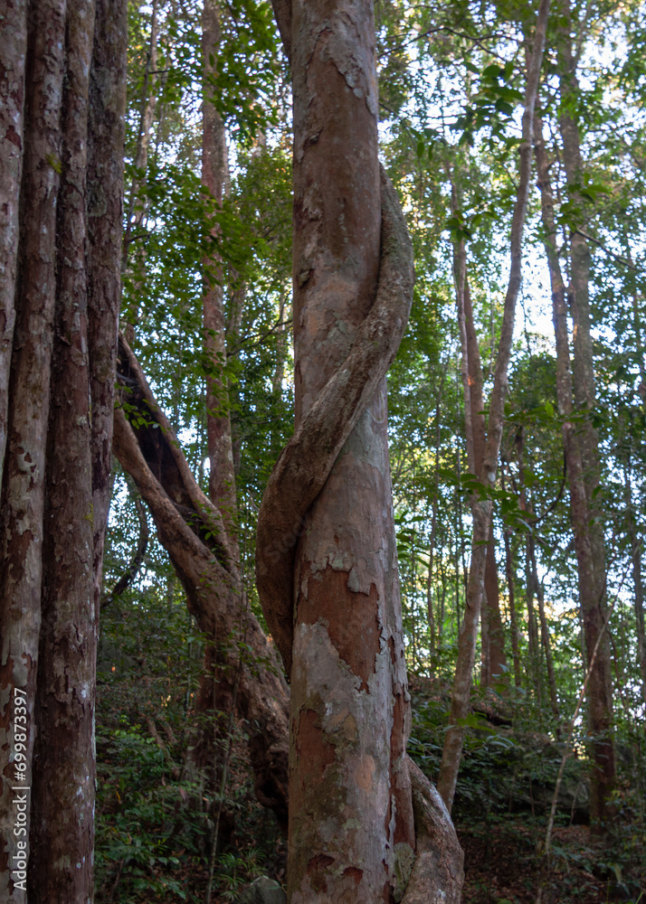 Sinharaja Forest Reserve, Sabaragamuwa and Southern Provinces, Sri Lanka