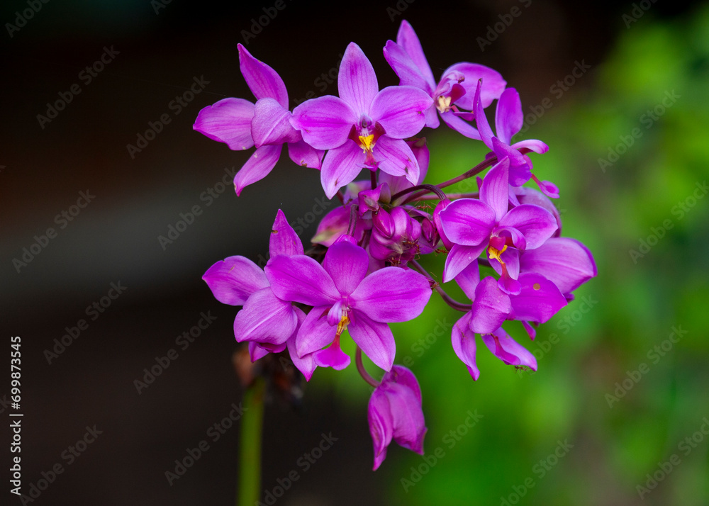 Large Purple Orchid (Spathoglottis plicata) At Sinharaja Forest Reserve, Sabaragamuwa And Southern Provinces, Sri Lanka Large Purple Orchid (Spathoglottis plicata) At Sinharaja Forest Reserve, Sabaragamuwa And Southern Provinces, Sri Lanka