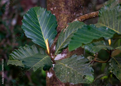 Ceylon breadfruit (Artocarpus nobilis)  branch at Sinharaja Forest Reserve, Sabaragamuwa and Southern Provinces, Sri Lanka photo