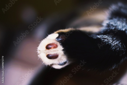 close up of a panda photo