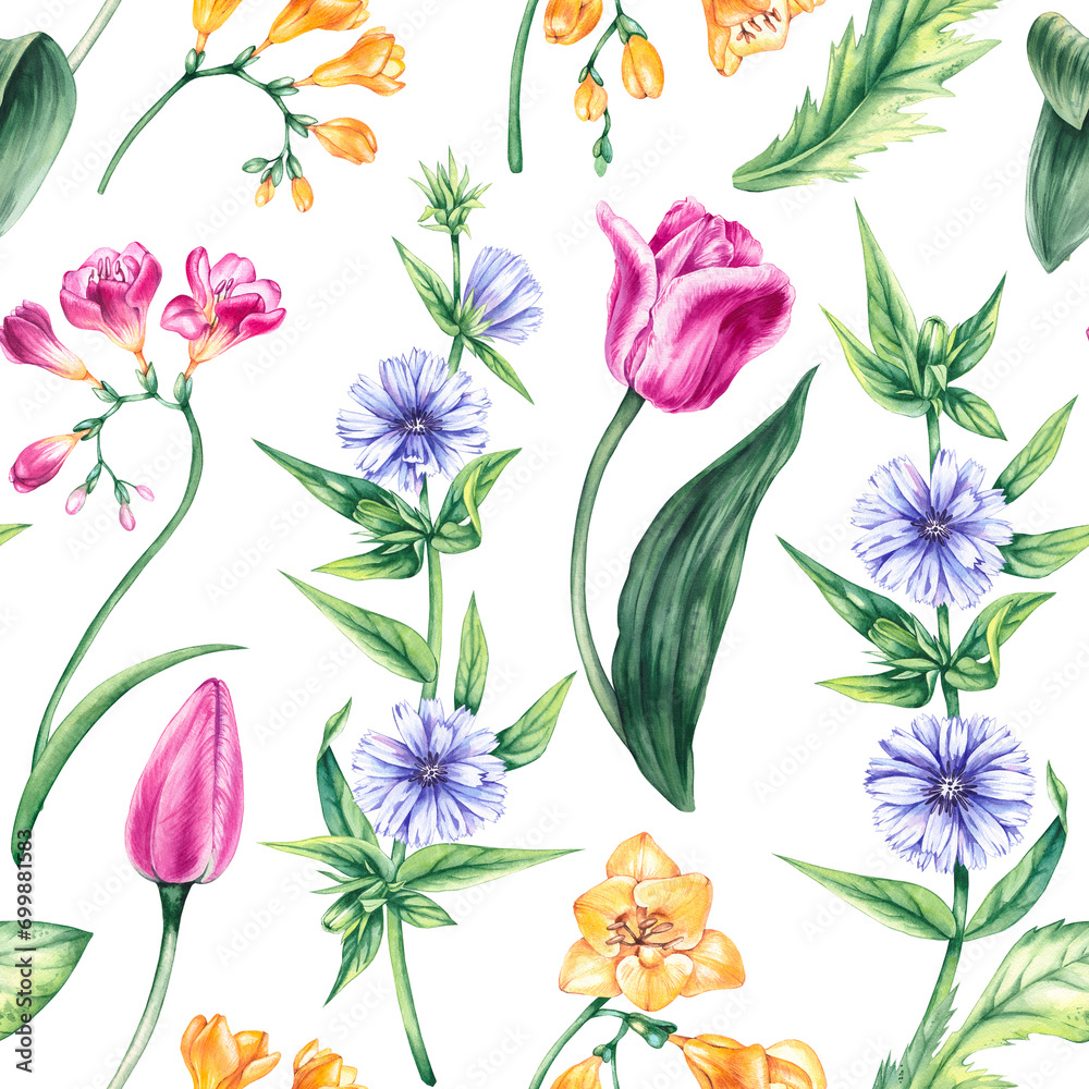 Watercolor floral pattern Spring meadow flowers tulips, freesia, chicory isolated on white background
