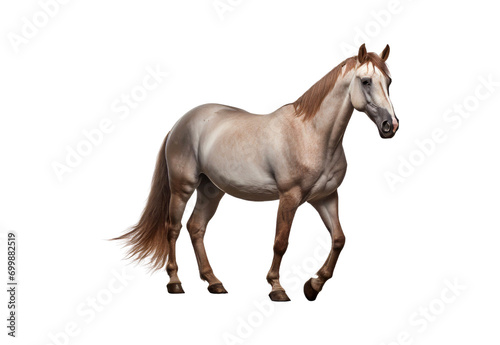 horse isolated on white © I Love Png