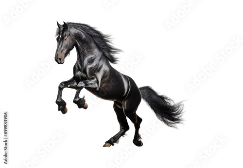_black_horse_jumping_closeup_full_body