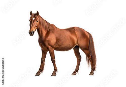 _brown_horse
