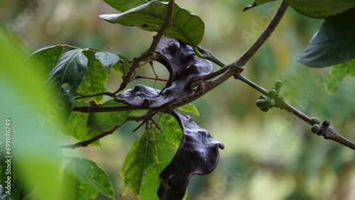 Archidendron pauciflorum (Blackbead, Dog Fruit, Djenkol tree, Luk Nieng Tree, Ngapi Nut, Pithecellobium lobatum Benth, djengkol, jengkol) on the tree photo