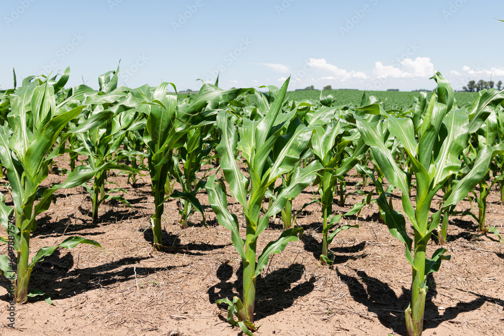 Corn field platation in Buenos Aires Argentina