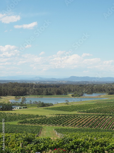 Australian vineyard 