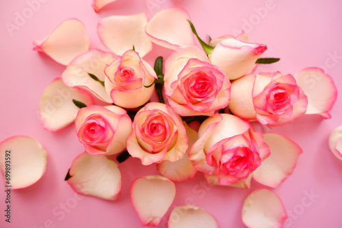 Beautiful pink and white gradation rose on pink background. Anniversary and Celebration floral background. Flower composition for Mother s day  Wedding day  Women s day and Valentine s day.