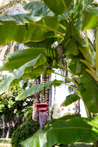 Banana plantation