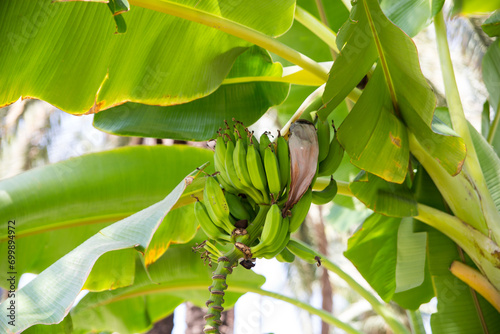 Banana tree with banana