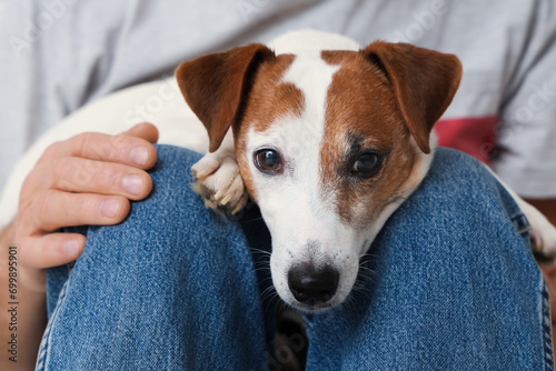 Cute jack russell terrier with owner, closeup © Pixel-Shot
