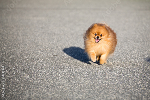 Pomeranian dog running 