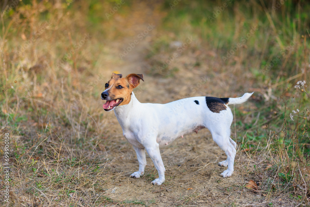 Cute Jack Russell Terrier dog enjoying a walk in the fresh air. Pet portrait with selective focus and copy space Cute Jack Russell Terrier dog enjoying a walk in the fresh air. Pet portrait with selective focus and copy space