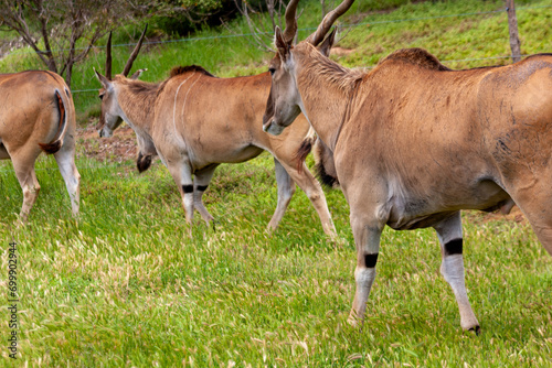 Eland Antelopes at Werribee Open Range Zoo, Melbourne, Victoria, Australia photo