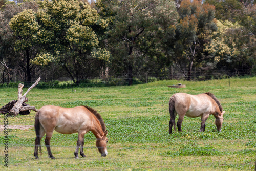 Przewalski's horses grazing at Werribee Open Range Zoo, Melbourne, Victoria, Australia photo