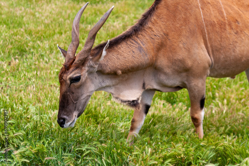 Eland Antelopes at Werribee Open Range Zoo  Melbourne  Victoria  Australia