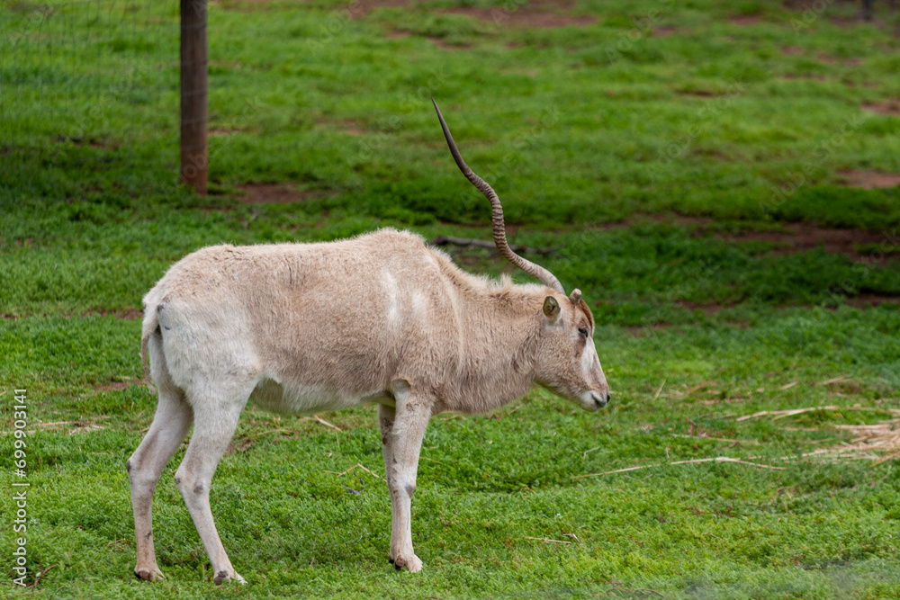 White antelope (Addax) at Werribee Open Range Zoo, Melbourne, Victoria, Australia White antelope (Addax) at Werribee Open Range Zoo, Melbourne, Victoria, Australia