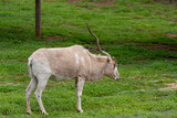 White antelope (Addax) at Werribee Open Range Zoo, Melbourne, Victoria, Australia
