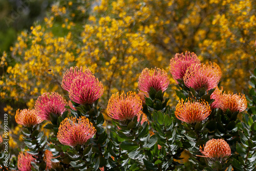 Leucospermum glabrum  at Werribee Open Range Zoo, Melbourne, Victoria, Australia photo