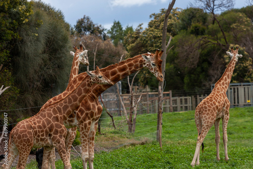 Northern giraffes at Werribee Open Range Zoo  Melbourne  Victoria  Australia